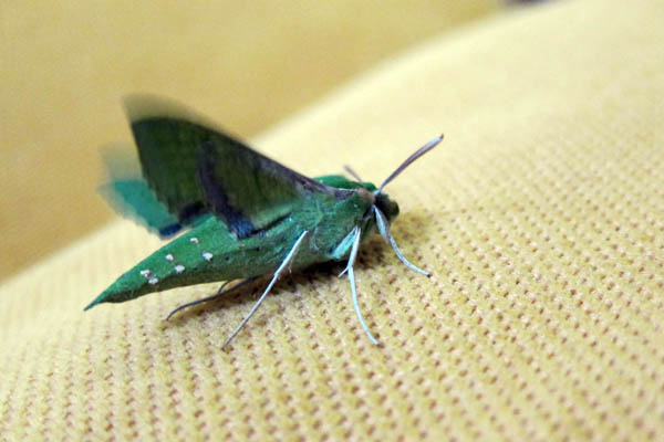 Green fat moth